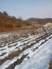 呼倫貝爾  扎蘭屯市 2700平米 宅基地 使用權(quán)出租