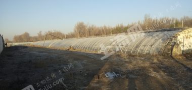 包头东河区80亩温室大棚经营权转让