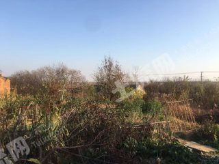 威海文登区 100亩 荒山 使用权出租