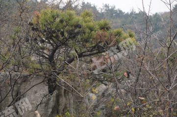 新乡辉县市1250亩 林地 经营权出租XX1375