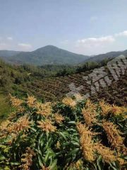 三亚崖州区 70亩 果园 经营权转让