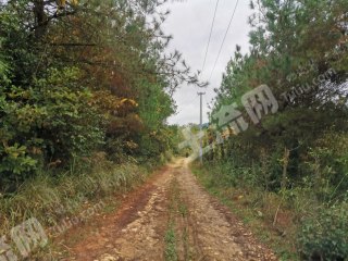 清镇250亩葡萄果园经营权流转
