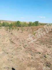 兴安盟乌兰浩特市 200亩 乔木林地 经营权转让