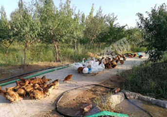 包頭石拐區(qū)12畝大院整體使用權(quán)出租