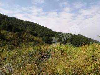 贺州钟山县 1000亩 其它林地 经营权出租