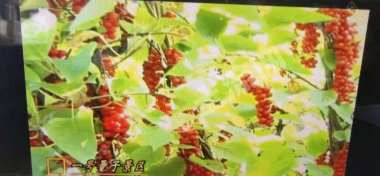 伊春嘉荫县3000亩综合养殖用地经营权转让