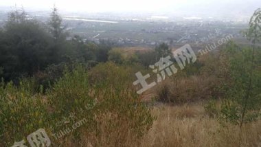 大理弥渡县 360亩 其它林地 转让