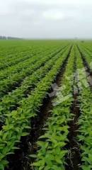 齐齐哈尔克山县10000亩旱地经营权出租