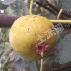 南京浦口区130亩果园出租