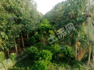 新乡获嘉县30余亩苗圃地经营权出租XX1417