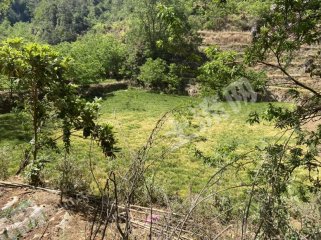 大理鹤庆县 100亩 其它林地 经营权出租