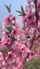 青岛胶州市 9亩 果园 经营权出租