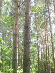 黑河孙吴县3000亩有林地经营权转让