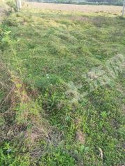 新余渝水区150亩水田出租适合采摘园XY0063