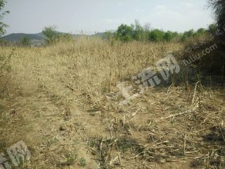 长治潞城区56亩旱地经营权出租