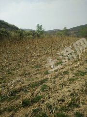 长治潞城区56亩旱地经营权出租