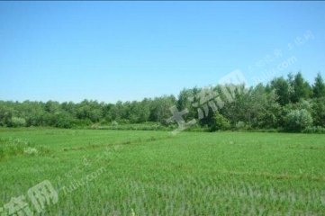 绥化庆安县30亩综合养殖用地经营权转让