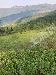 重庆武隆50亩综合养殖用地经营权出租