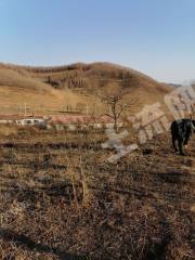 牡丹江海林市300亩综合养殖用地经营权转让