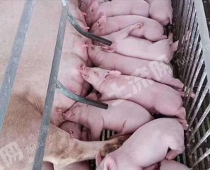 双鸭山集贤县3亩畜牧养殖用地经营权转让