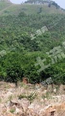 来宾兴宾区 400亩 乔木林地 经营权出租