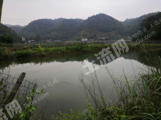 重庆渝北区石船玉峰山上ZJ 8亩坑塘低价转让