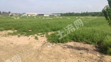 青岛胶州市 25亩 综合养殖用地 经营权转让