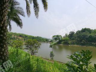 重庆柳荫350亩其它林地转让