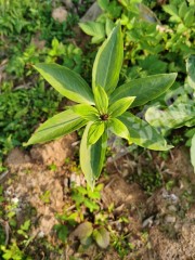 center_mid