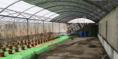 包头青山区温室地 3亩（高效大棚）经营权出租