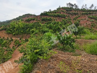 赣州赣县区320亩脐橙果园经营权转让