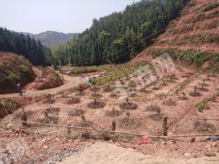 赣州赣县区70亩脐橙果园经营权转让