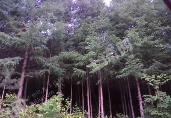 延边安图县2250亩综合养殖用地经营权转让