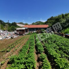 鞍山海城市1400平米宅基地使用權出租