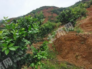 赣州赣县区150亩4000株果园经营权转让