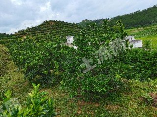 赣州赣县区3000颗脐橙果园经营权转让