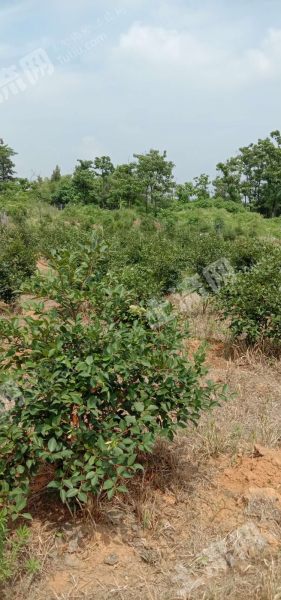 蕪湖無為縣200畝山地種茶籽樹轉讓