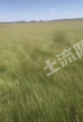齐齐哈尔泰来县2000亩天然牧草地经营权出租
