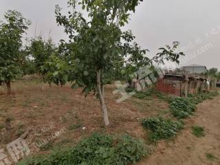 天津蓟州区7.5亩旱地经营权转让