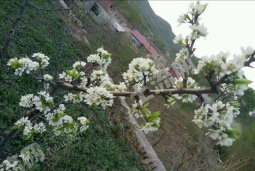 吉林丰满区1200平米度假山庄出租