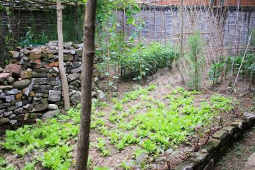 大邑菜园子农房长租（可通天然气）