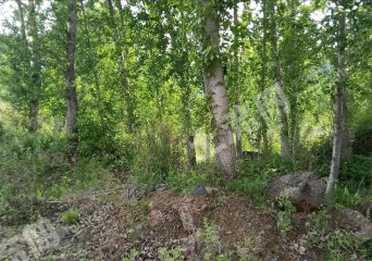 牡丹江西安区7.5亩综合养殖用地经营权转让