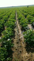 呼和浩特玉泉区 7亩 其它耕地 经营权出租