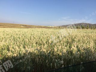 呼和浩特赛罕区 1.25亩 水田 经营权转让