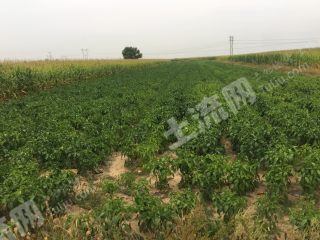 呼和浩特玉泉区 135亩 农场 经营权出租