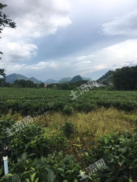 英德市石灰铺镇 茶园转让 139亩 带院房360平带鱼塘喷水设备等