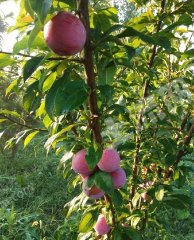 齐齐哈尔昂昂溪区9亩城镇住宅使用权出让