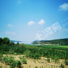 鞍山海城市 15亩 其它林地 经营权转让