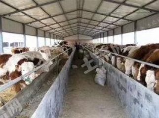 呼和浩特玉泉区150亩畜牧养殖用地经营权出租