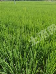 新余分宜县400亩水田经营权出租FY0077